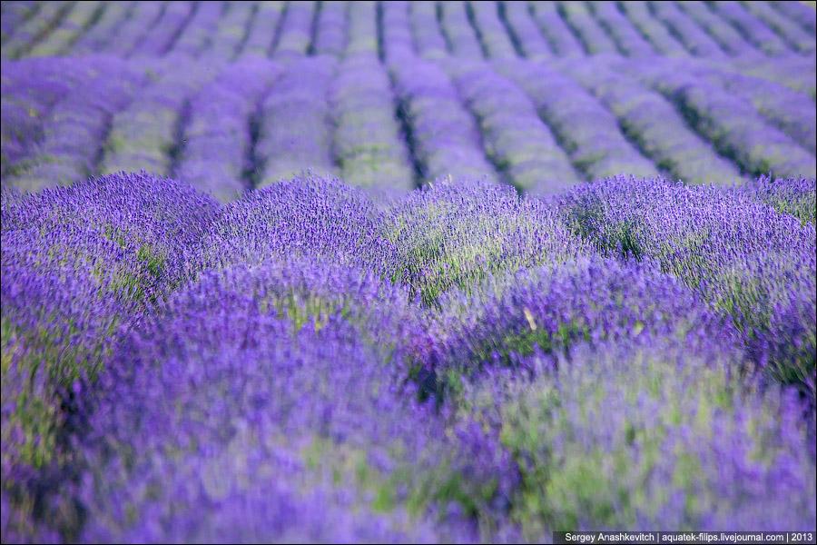 Collection: Lavender Collection: Lavender