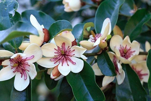 Collection: Magnolia Collection: Magnolia